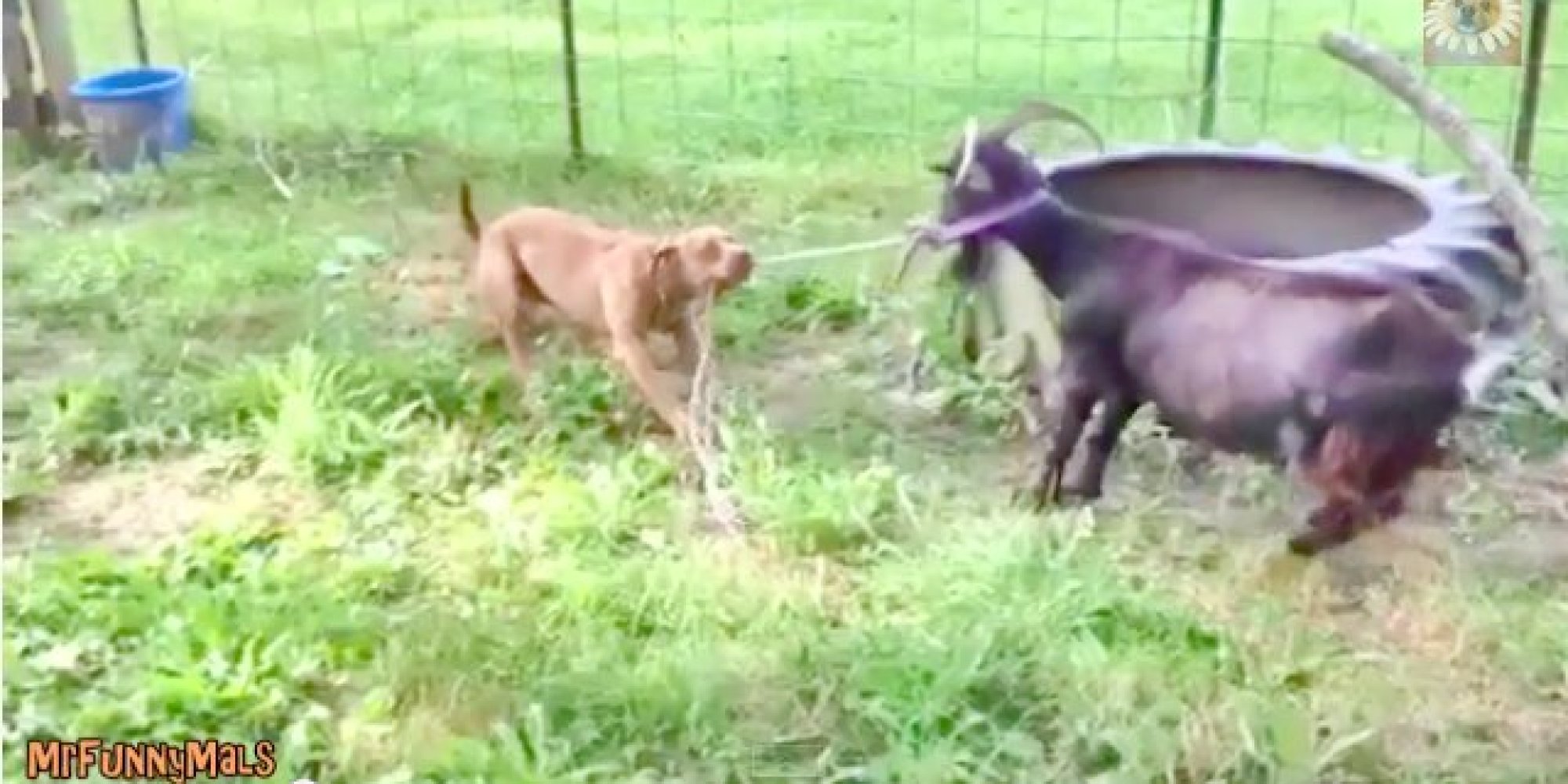 When Dogs And Goats Face Off, Everybody Wins HuffPost