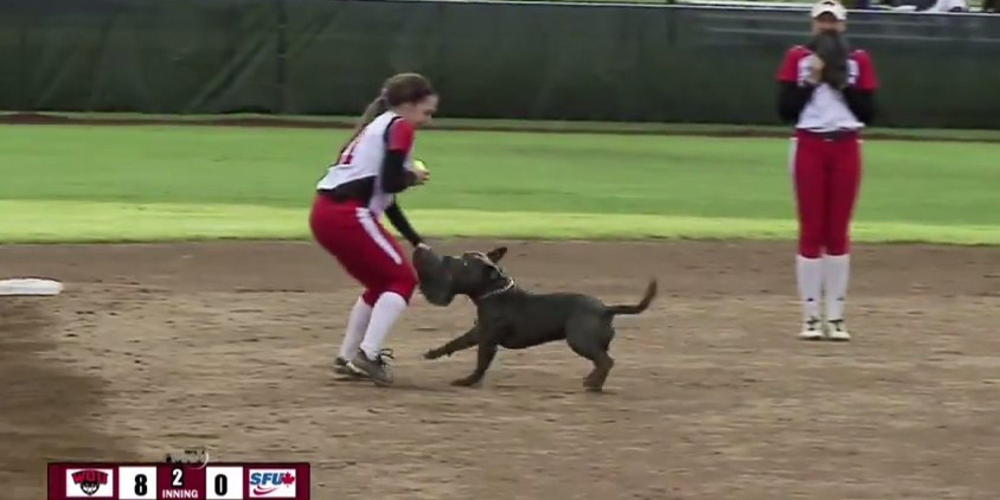 Dog Runs On Field During Softball Game And Starts Stealing Gloves