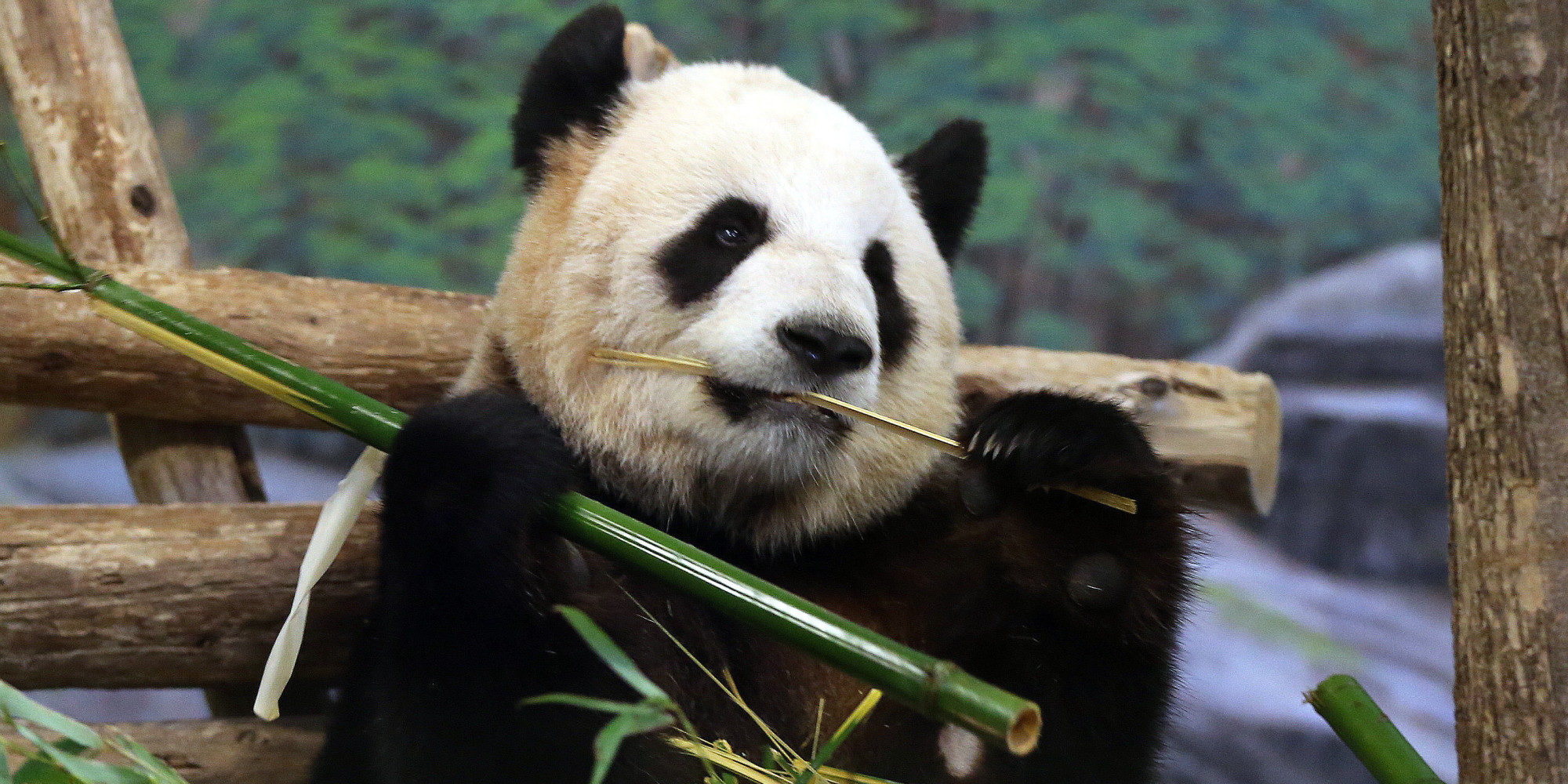 A Panda Cub For The Toronto Zoo?