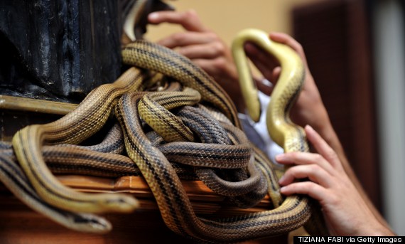 cocullo snakes
