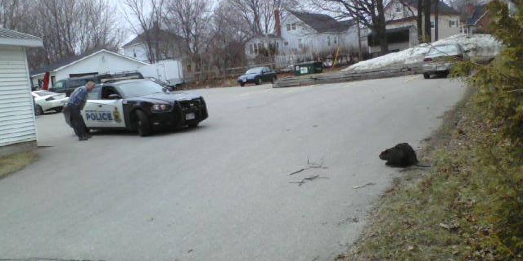 Mad Beaver Stops Traffic In New Brunswick (PHOTO, TWEETS) | HuffPost Canada