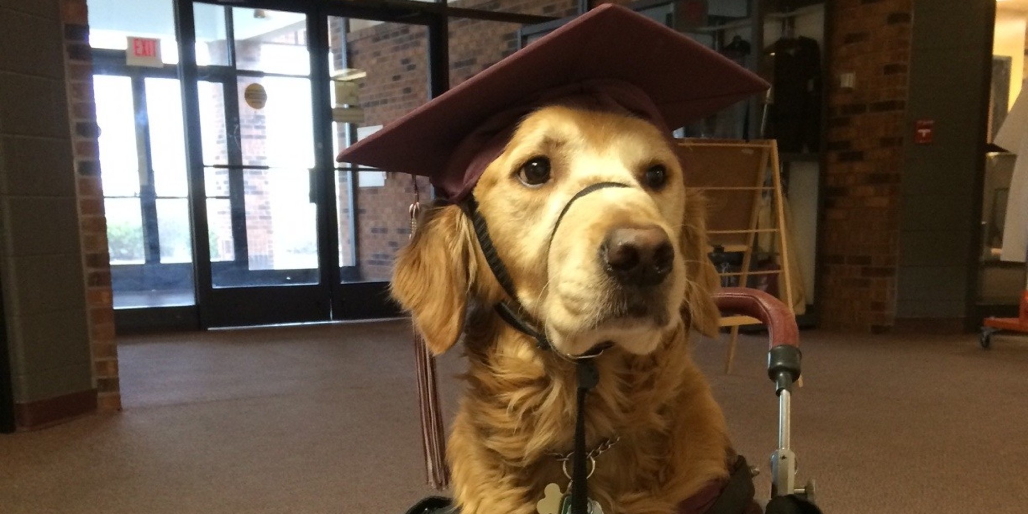 Loyal Service Dog Dons Cap And Gown To Join 17YearOld At Her High