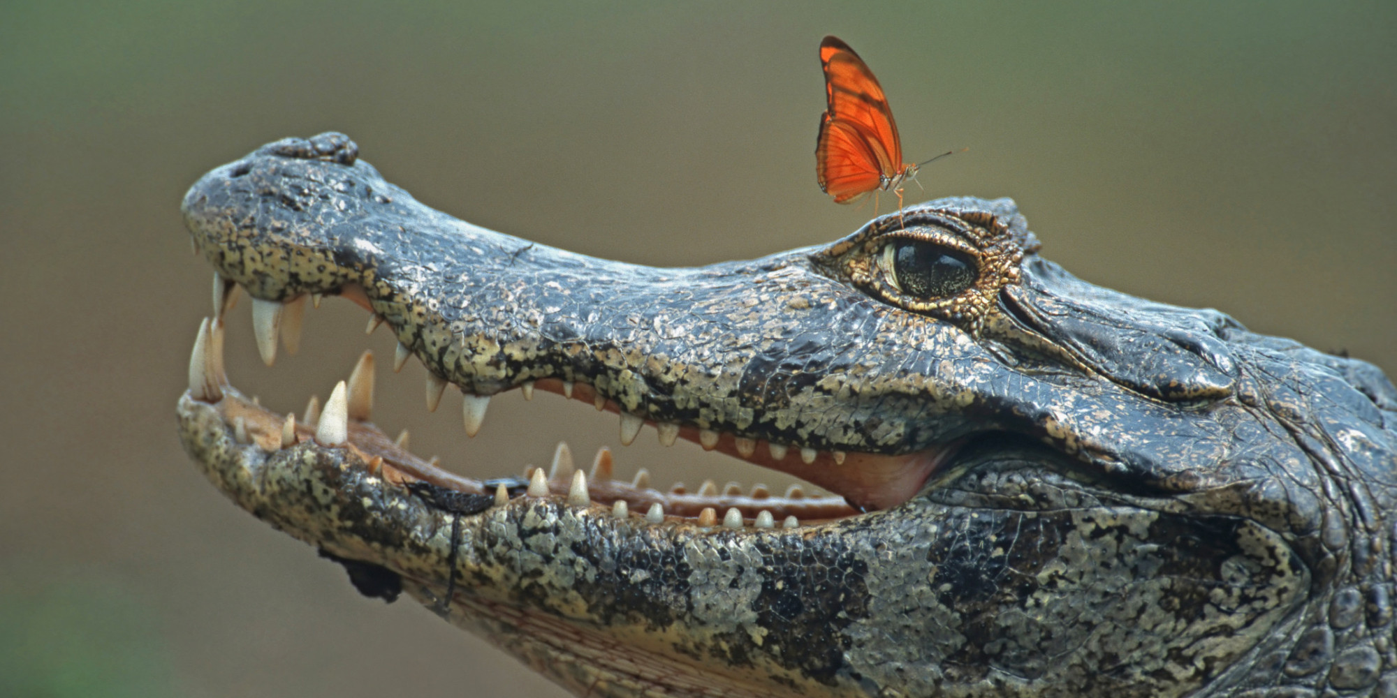 butterflies-have-good-reason-to-sip-crocodile-tears-ecologist-says