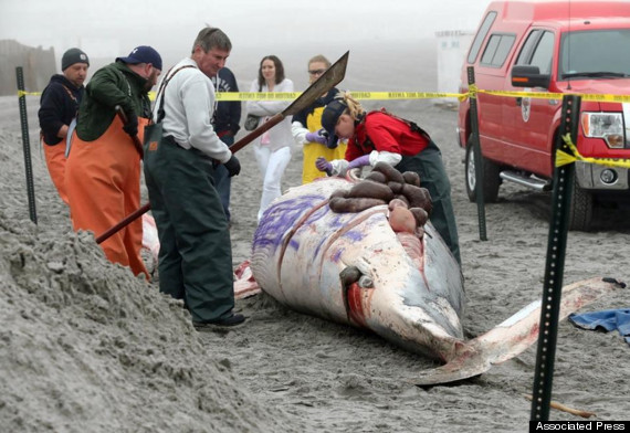 graffiti dead whale