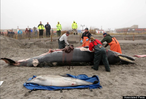 graffiti dead whale