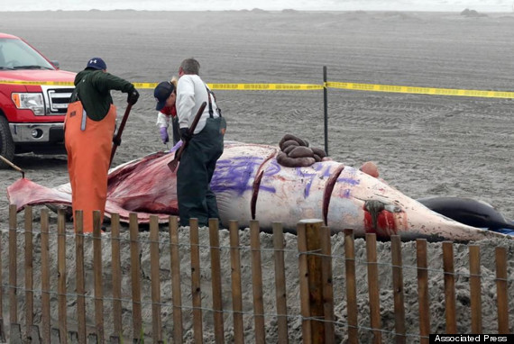graffiti dead whale