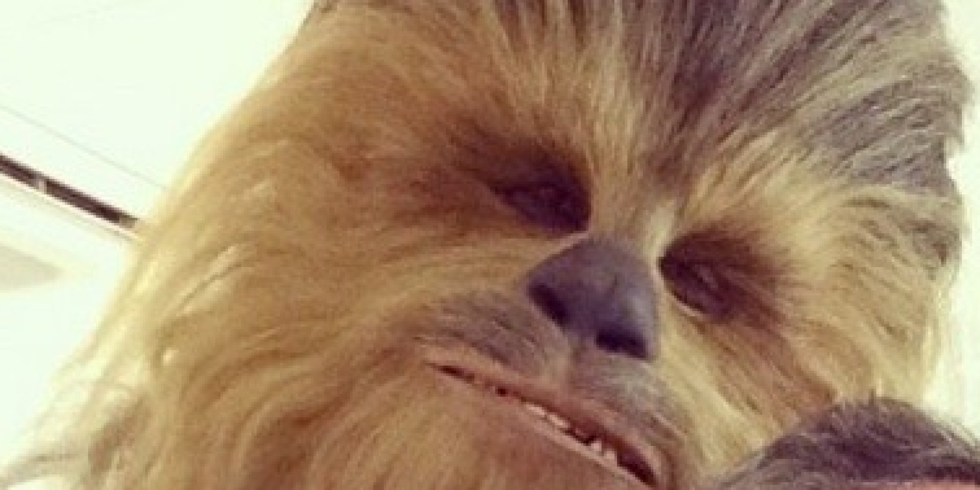 First Chewbacca Photo From 'Star Wars' Set Is A Selfie With Bob Iger