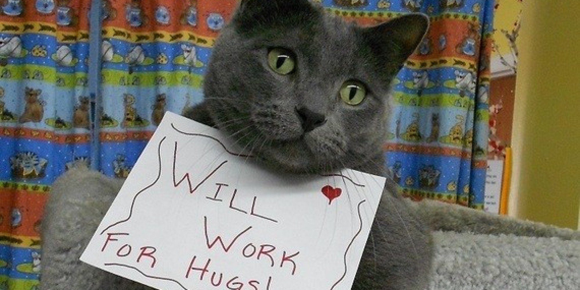 Celebrating National Pet Week With Jake the Therapy Cat HuffPost