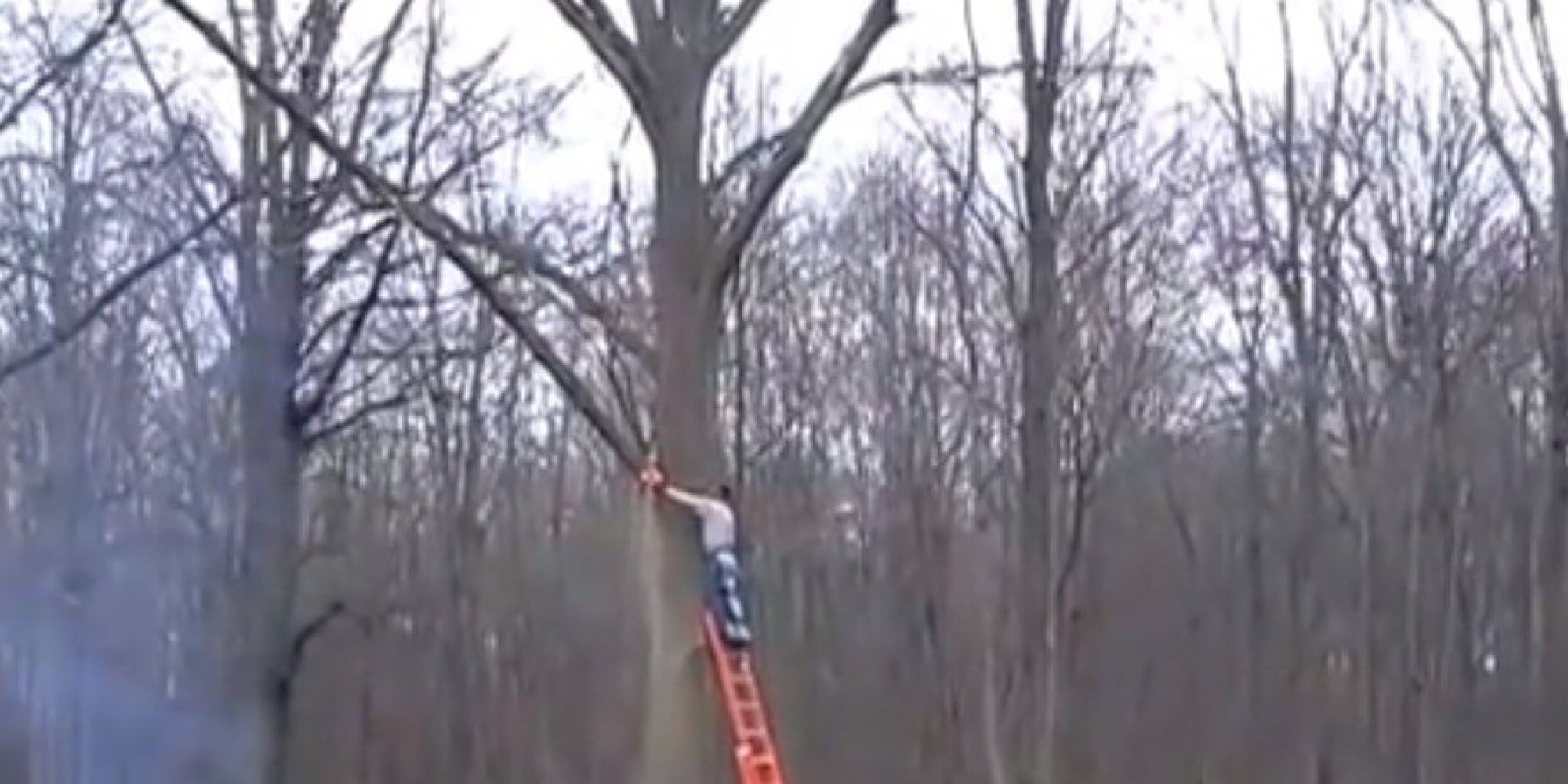 Tree Trimming Gone Wrong As Falling Branch Knocks Man Off Ladder (VIDEO