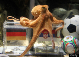 s-WORLD-CUP-OCTOPUS-PAUL-GERMANY-large.j