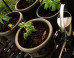 8 Ways To Garden When You Don't Even Have A Backyard