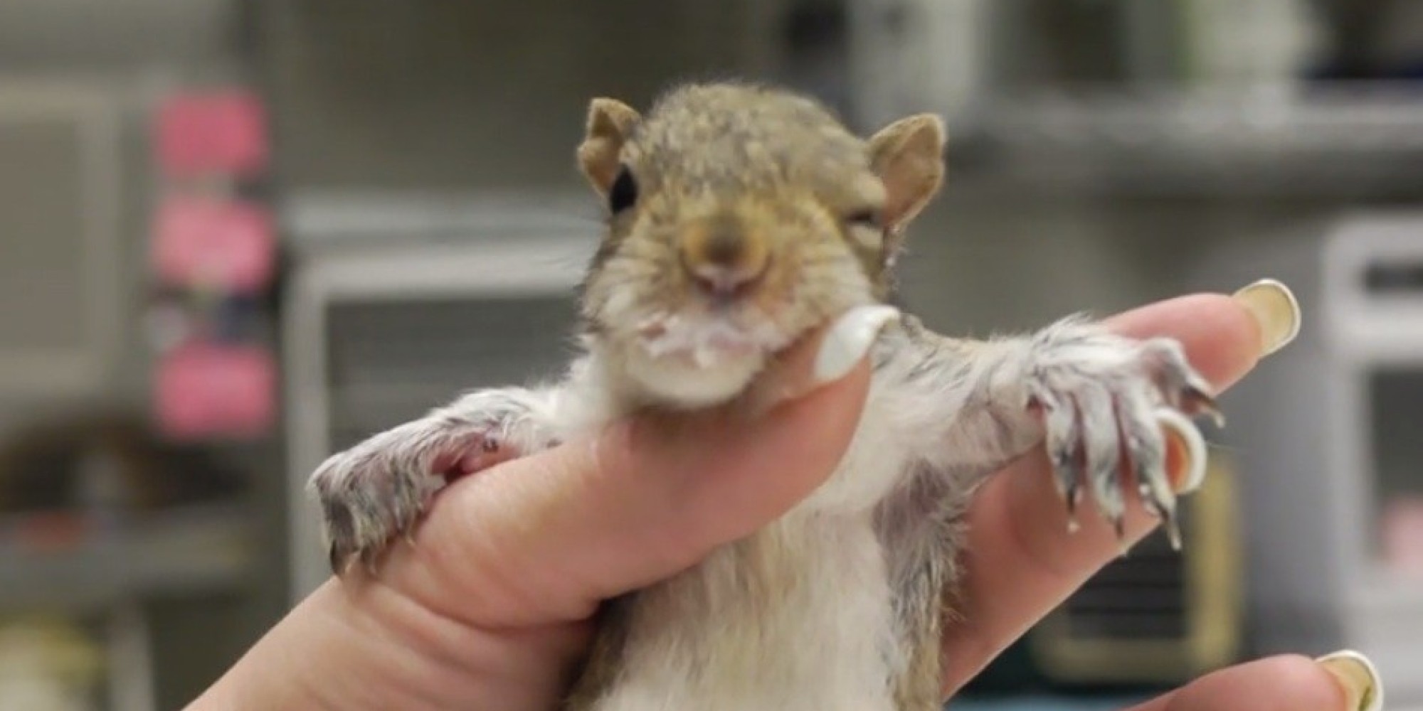Baby Squirrel Feeding Time Is The Cutest Thing Ever (VIDEO) HuffPost