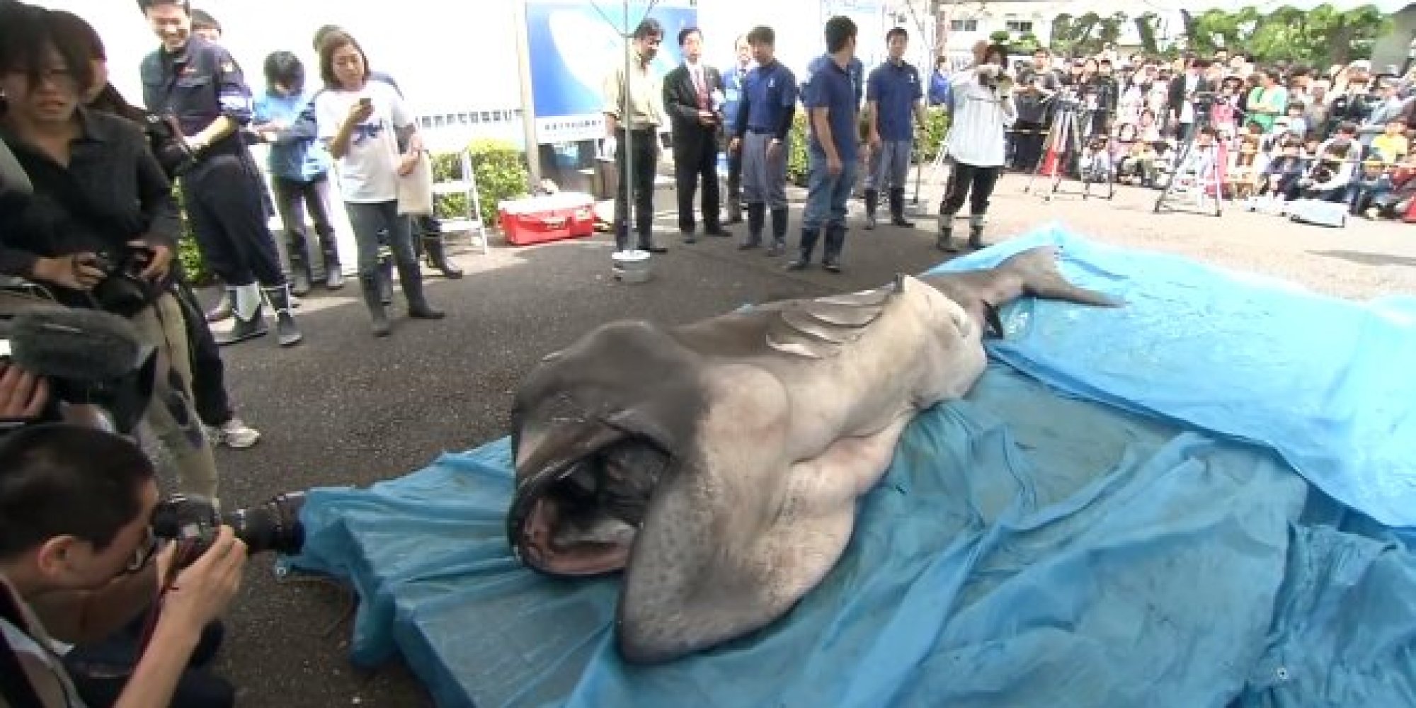 Megamouth Shark Captured Off The Coast Of Japan Is One Of Only Several