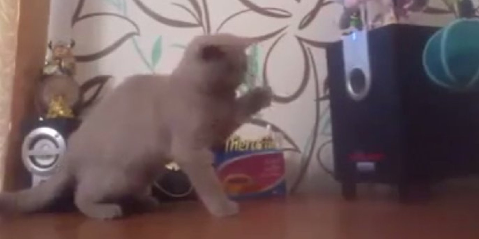 Cat Trying To Catch The Bass From A Subwoofer Just Can t Get A Grip