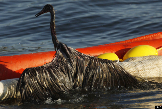 Bp Oil Spill
