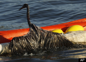 Bp Oil Spill