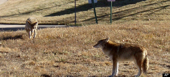 Westchester Coyote Attack