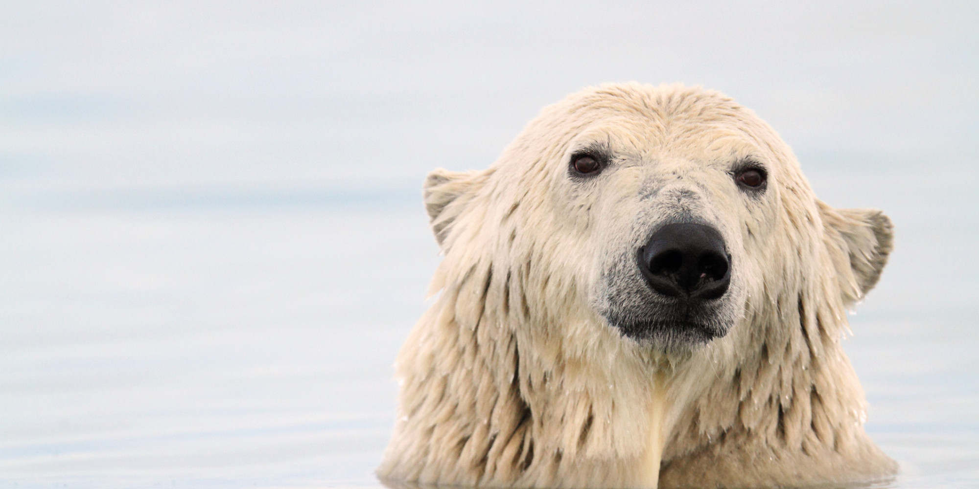 This Is How Polar Bears Can Eat So Much Fat Without Having Heart Attacks