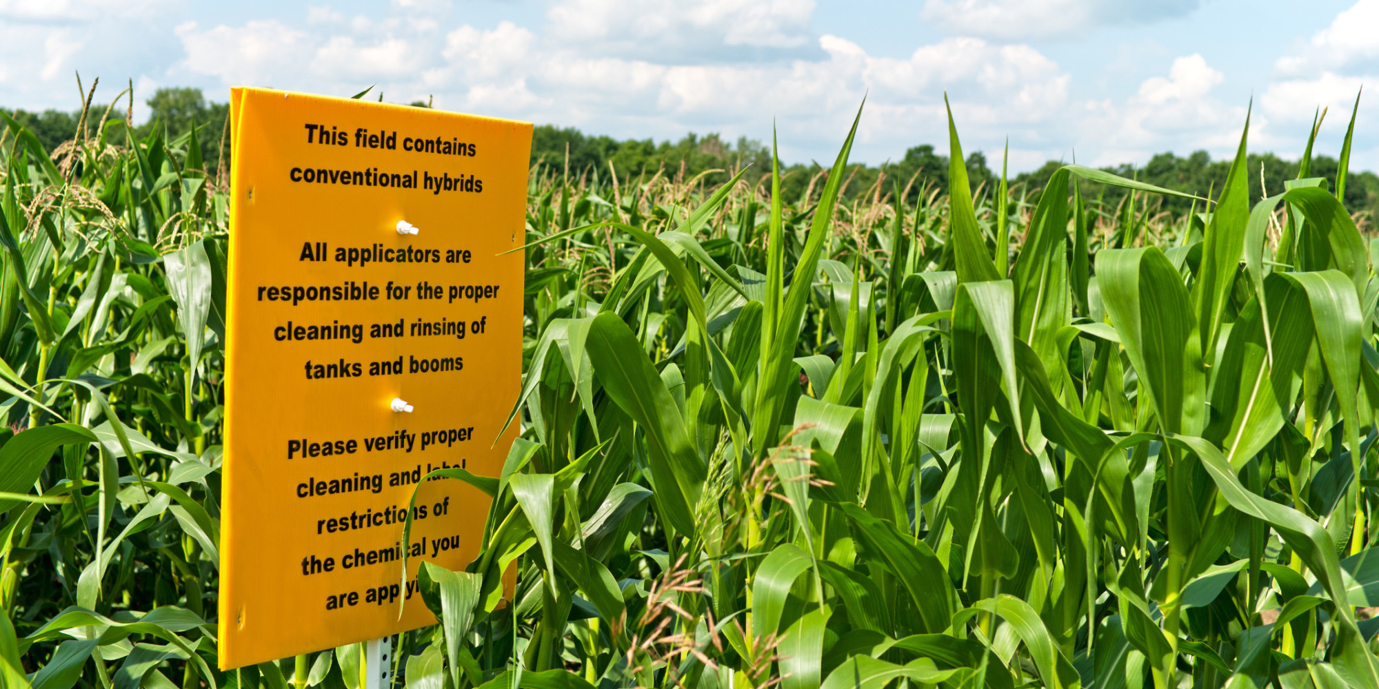 the-eu-and-gm-will-it-let-gm-crops-flourish-or-stop-gm-being-used