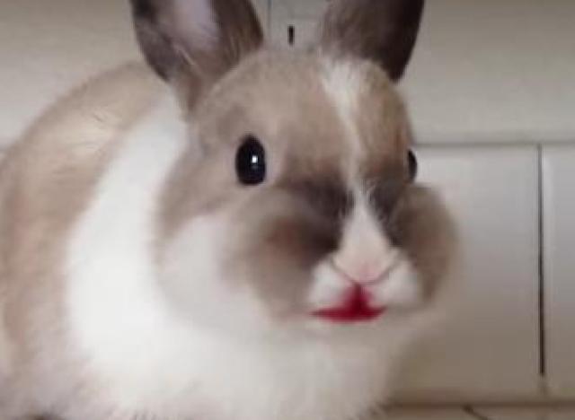 HumourTop site humour. Photos humour insolites, images comiques bizarres, gifs
