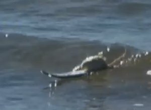 Mice Surfing