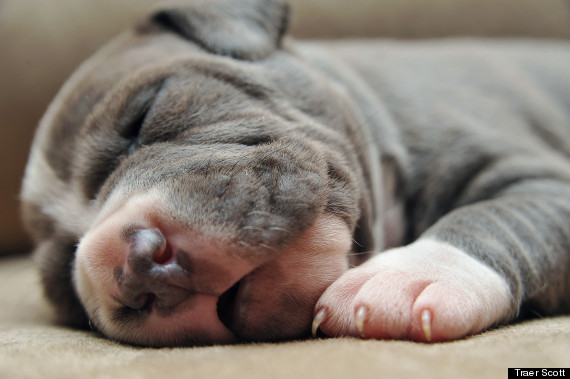 puppies