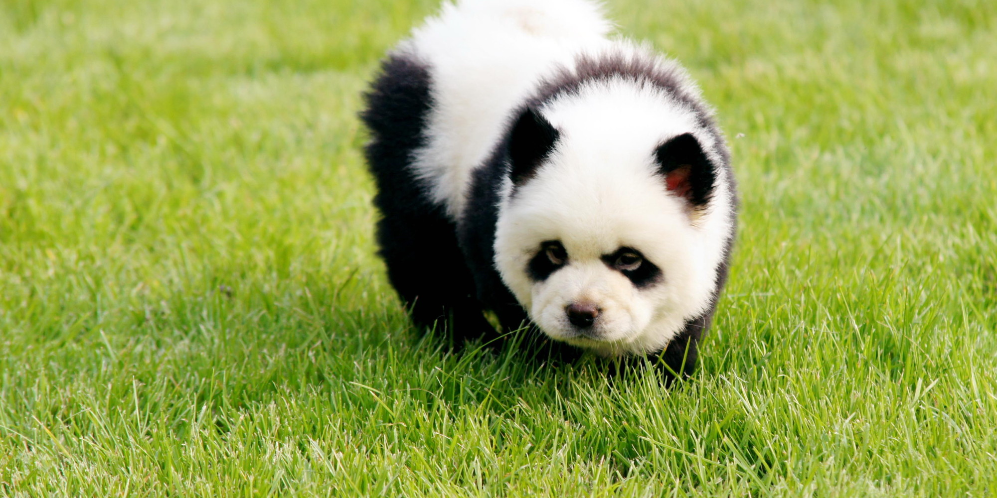 Image result for panda dog