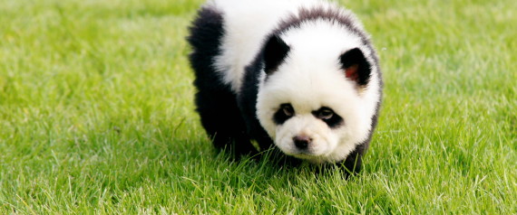 PANDA DOG