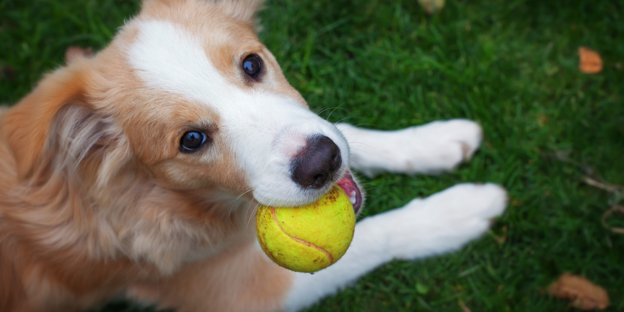 can dogs get mrsa humans and pets may carry similar strains of mrsa huffpost can dogs get mrsa humans and pets may carry similar strains of mrsa huffpost