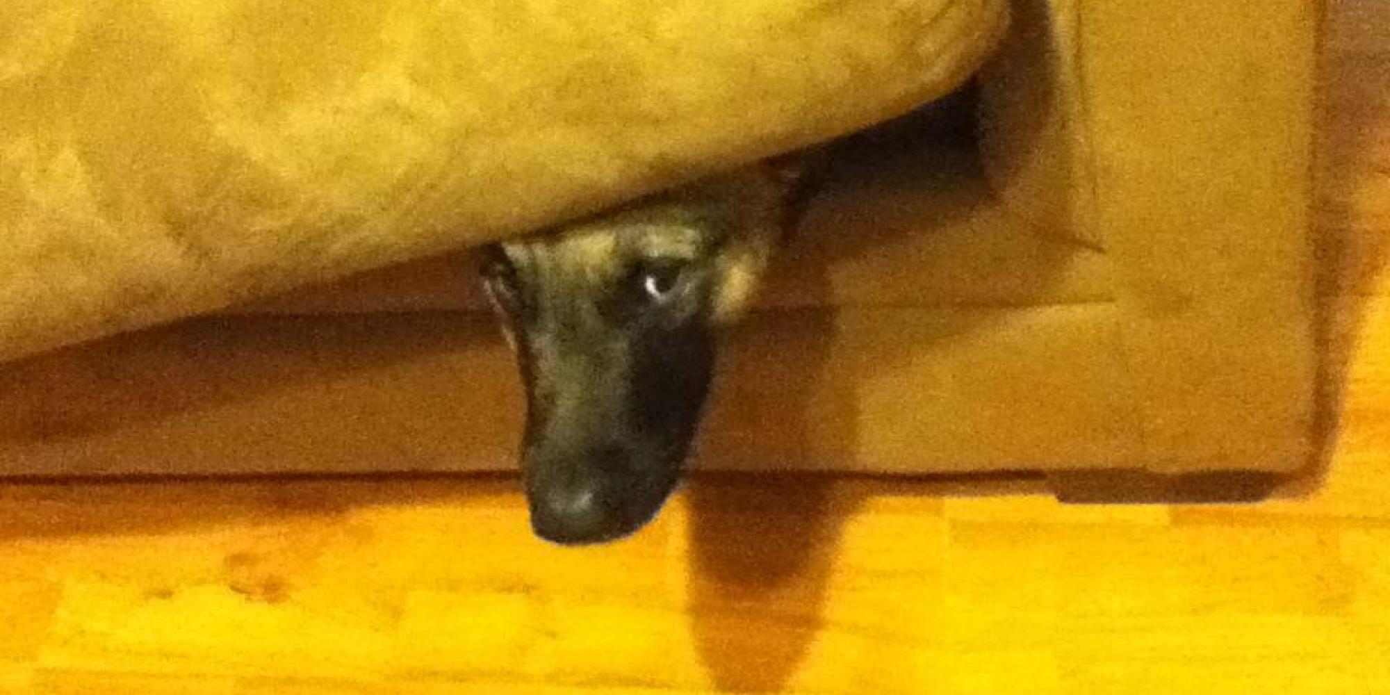 o-DOG-HIDING-facebook.jpg