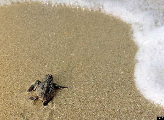 Sea Turtles Oil Spill