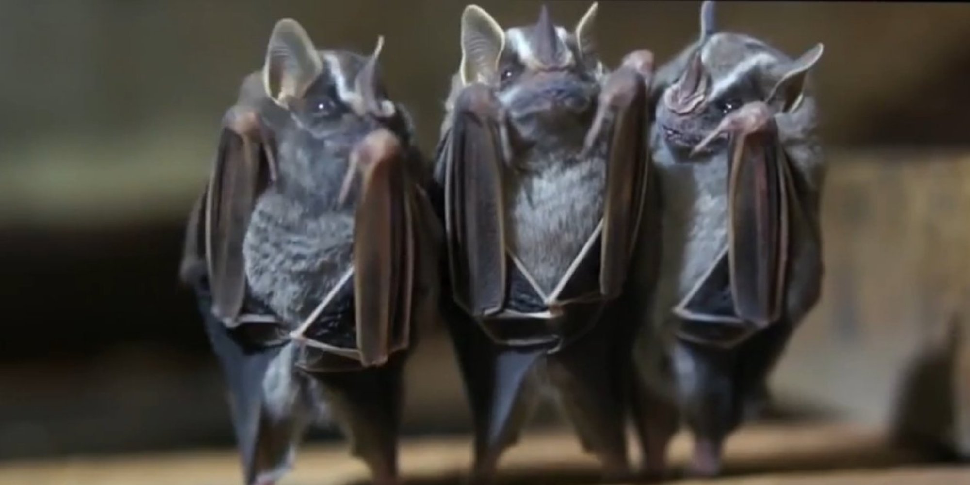 These Dancing Bats Will Make Your Day (VIDEO)