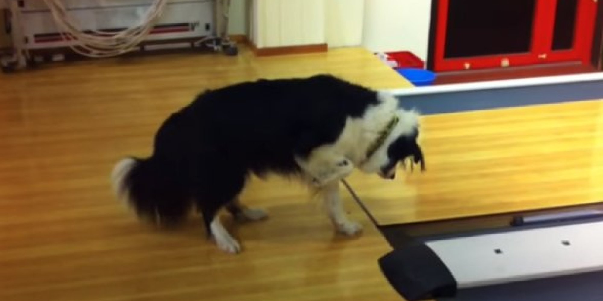 Dog's Crazy Reaction To A Buzzer Seems Way More Intense Than It Should