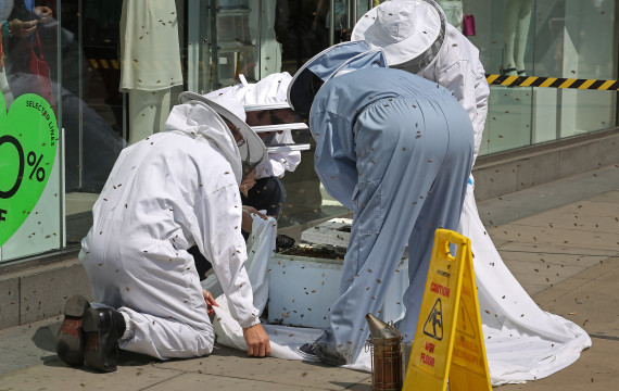 bees