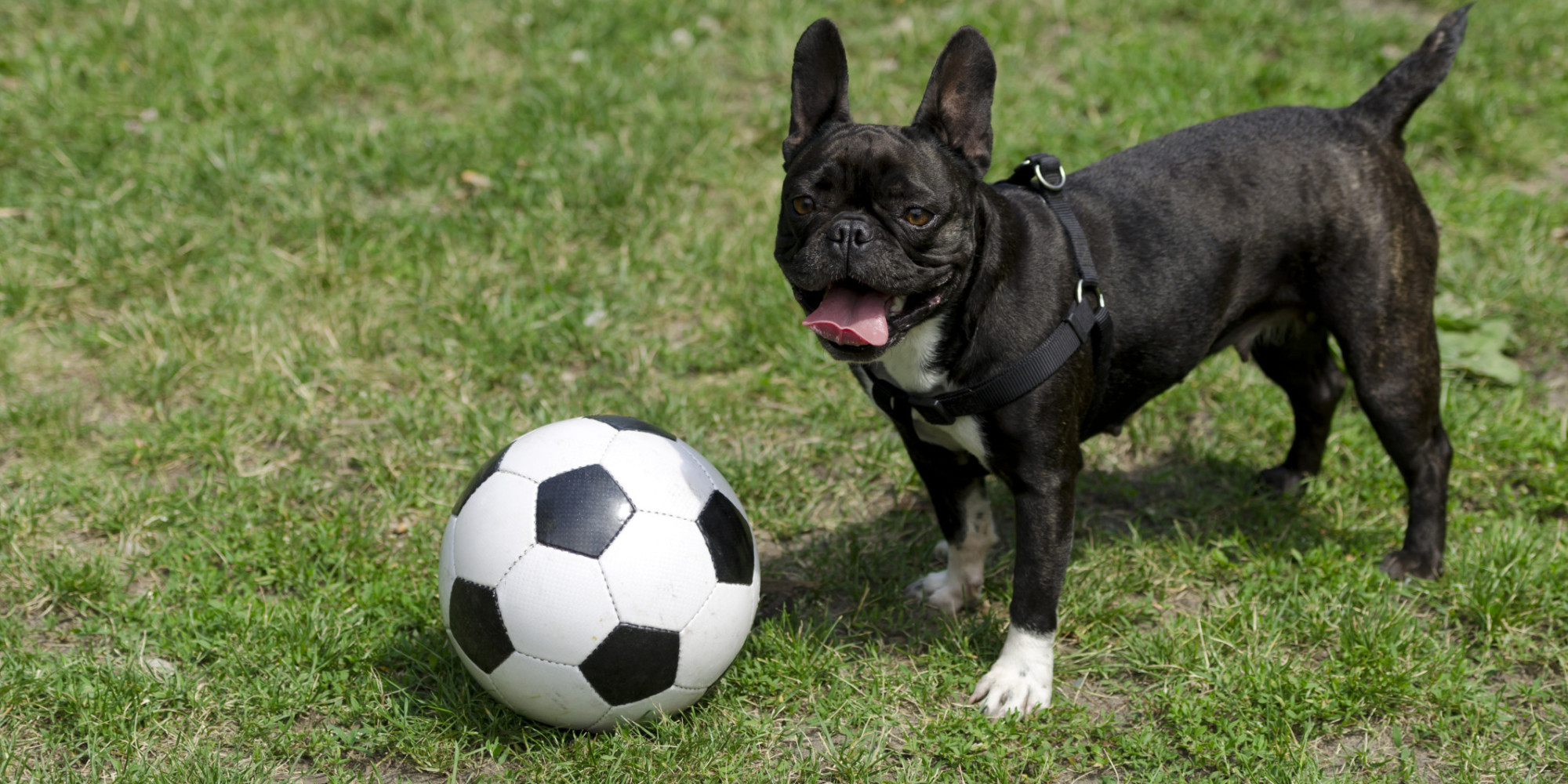 Eleven Dogs We'd Pick For The England Team