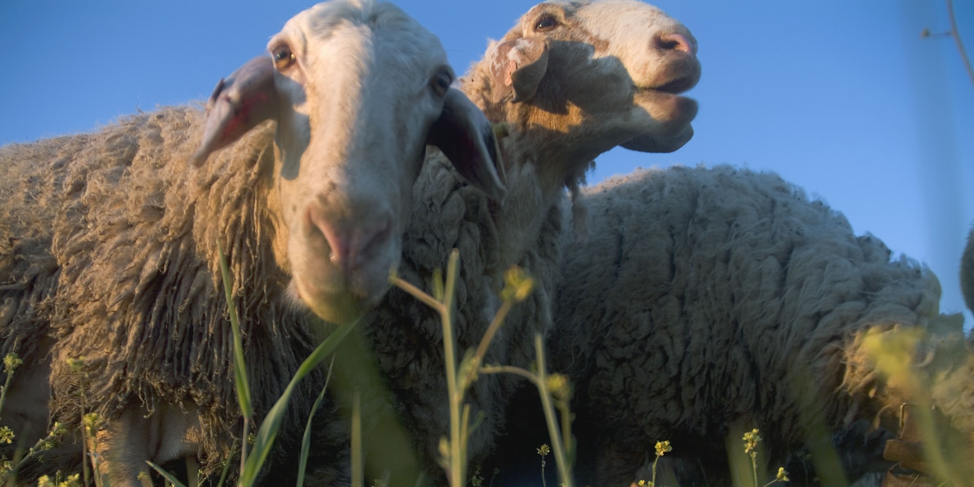 Australian Sheep 'Cracking Their Heads Open' After Eating Poisonous