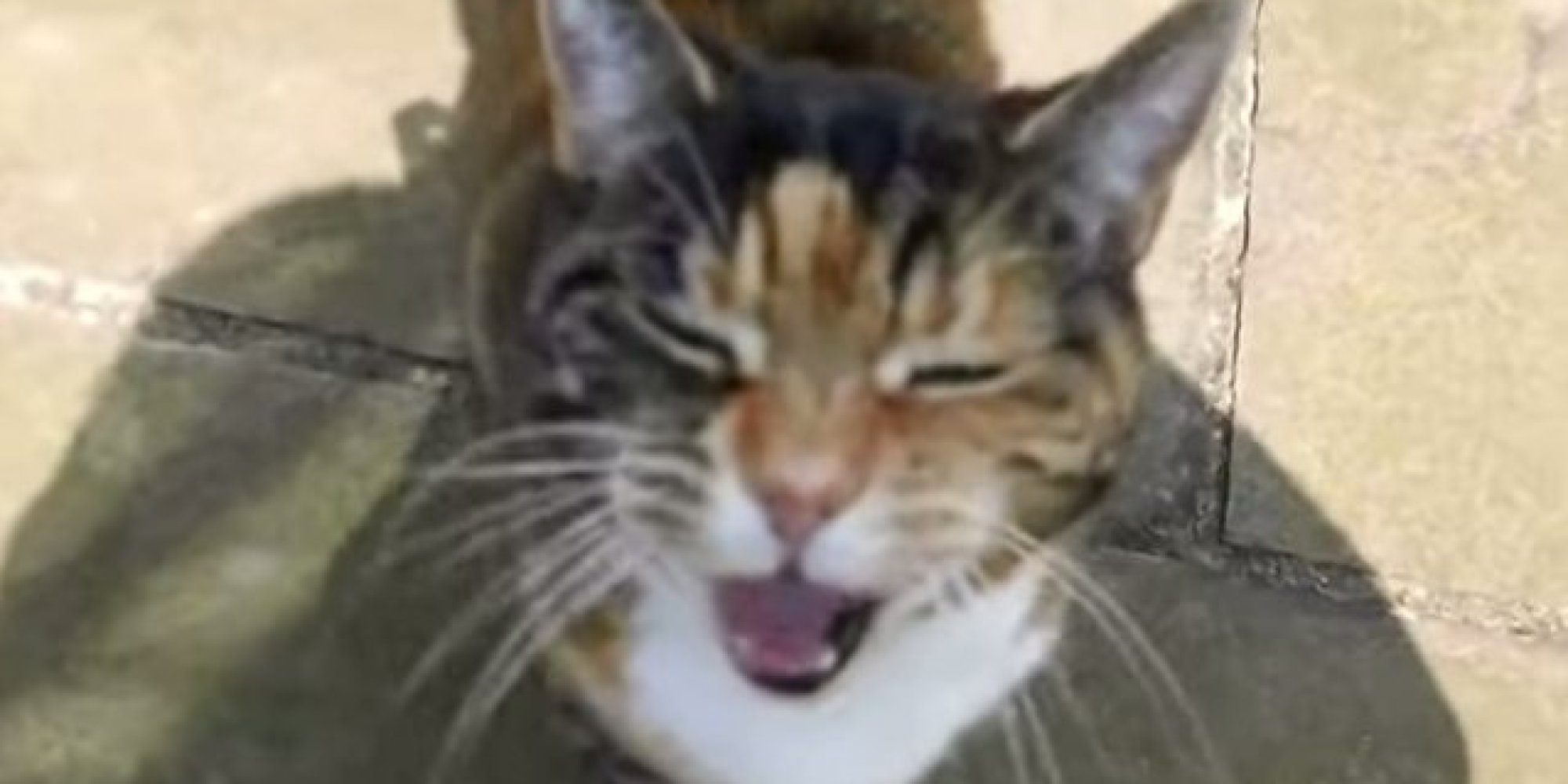 This Cat Has The Deepest Miaow Youve Ever Heard Video Huffpost Uk 