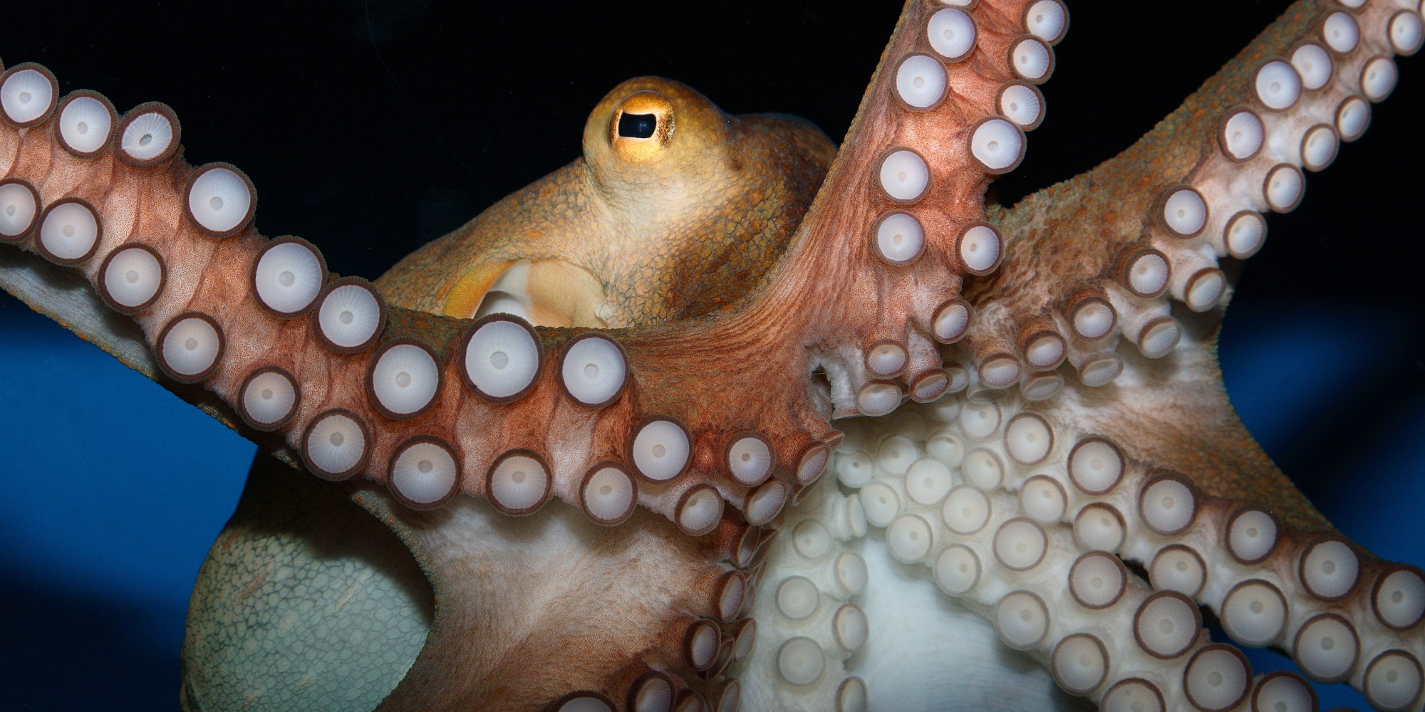 Pourquoi les poulpes ne s'emmêlentils pas