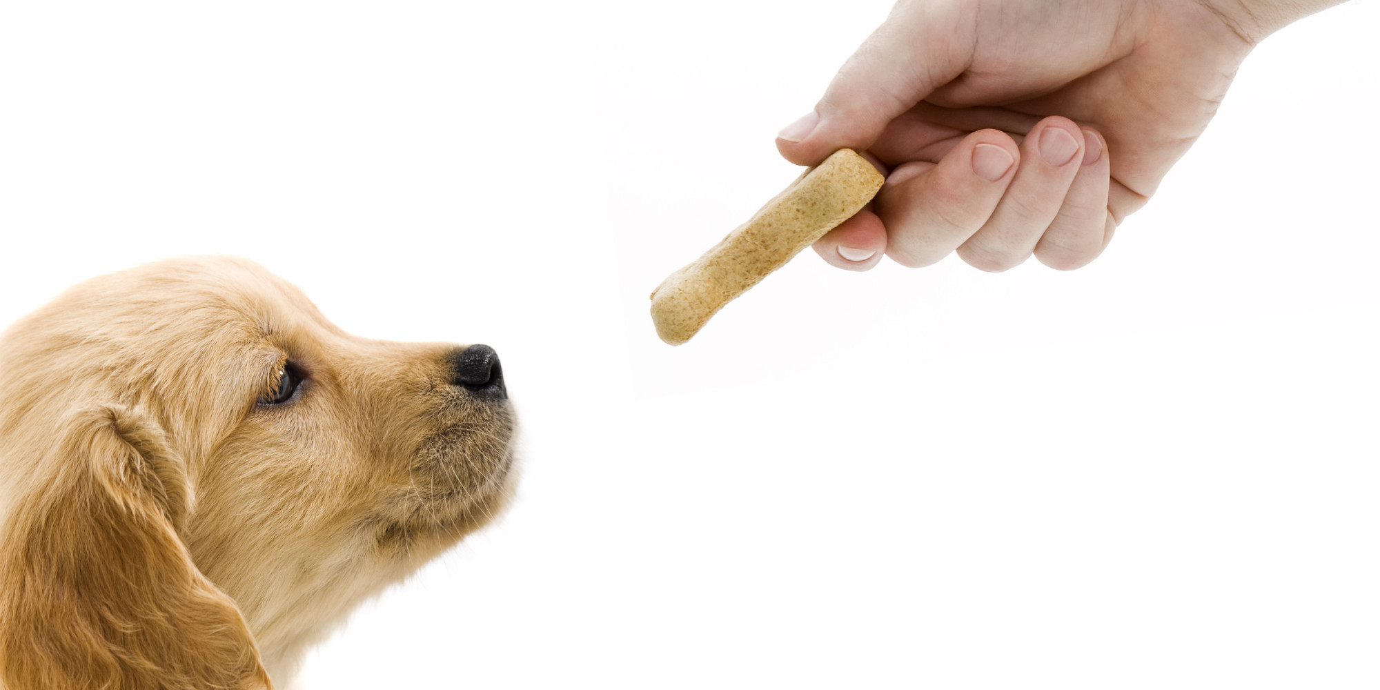 Toxic Jerky Treats Responsible For More Than 1 000 Dog Deaths FDA Says