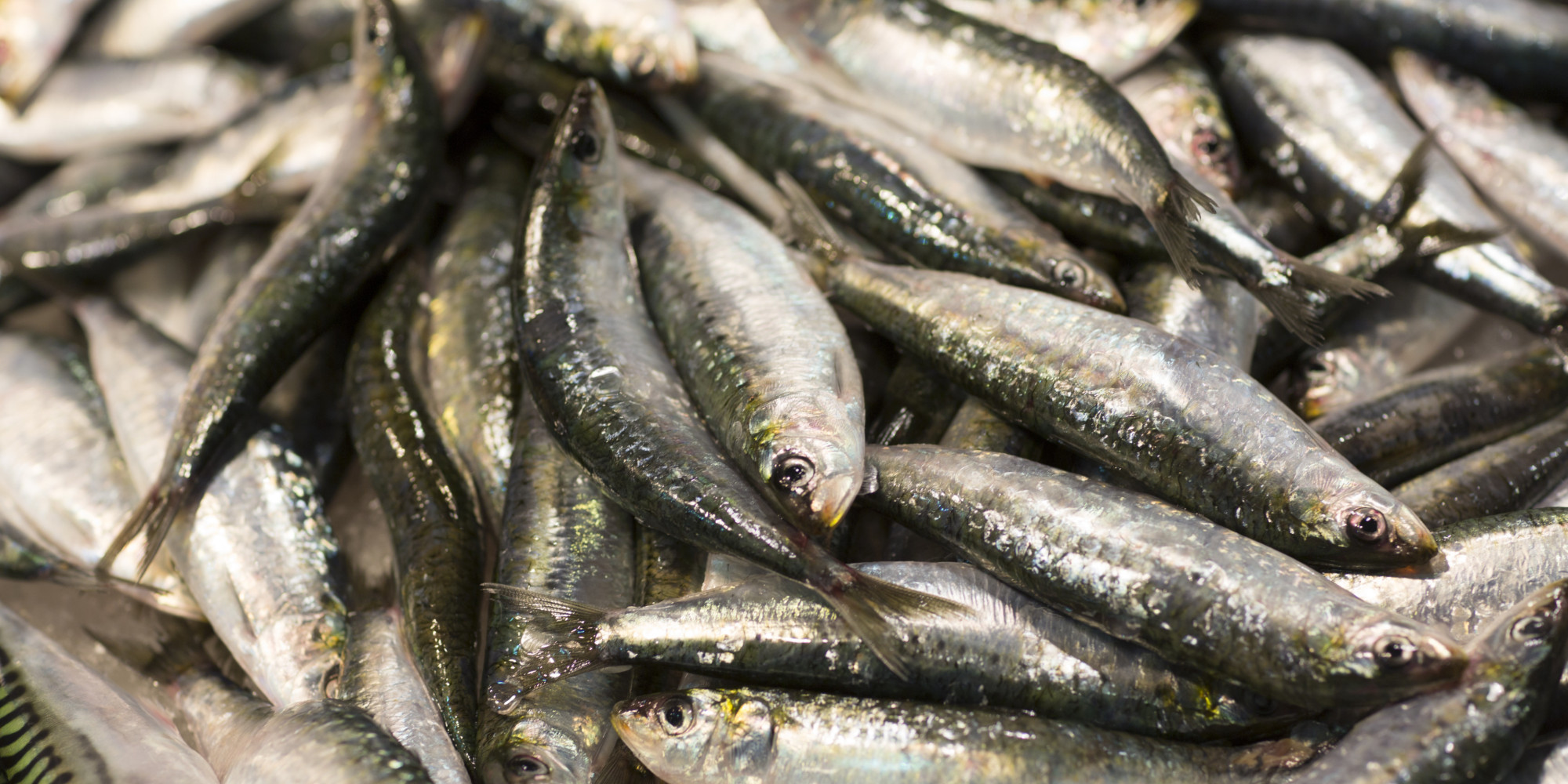 [Not] Cooking Off the Cuff Anchovies They're Not Always SaltCured