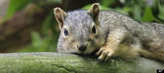 Squirrel