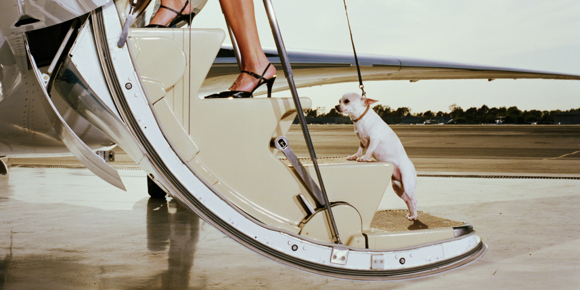 National Pet Month How to Fly With Your Pet HuffPost