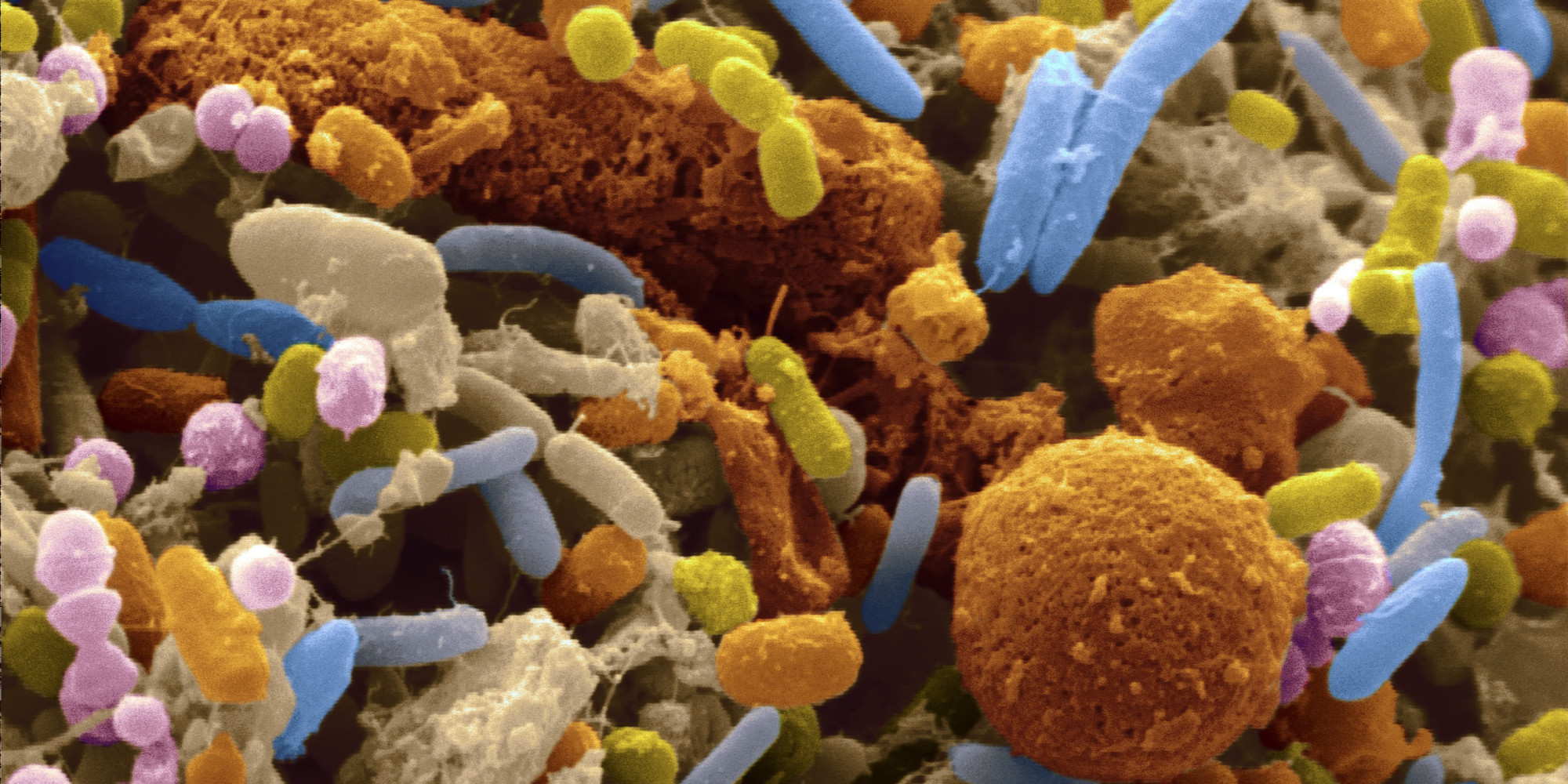 the-stomach-bacteria-that-could-prolong-your-life-huffpost