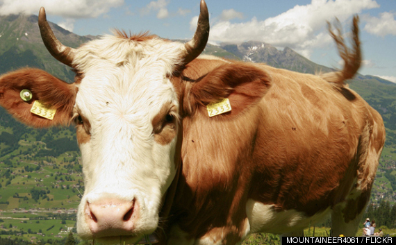 Swiss Cow