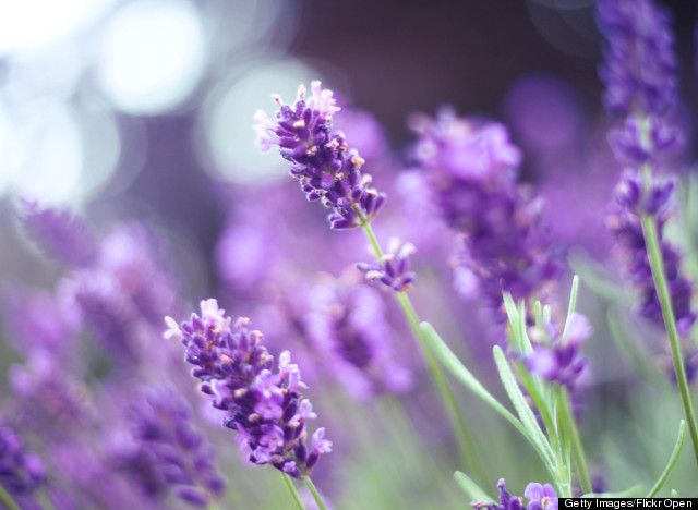 purple flower