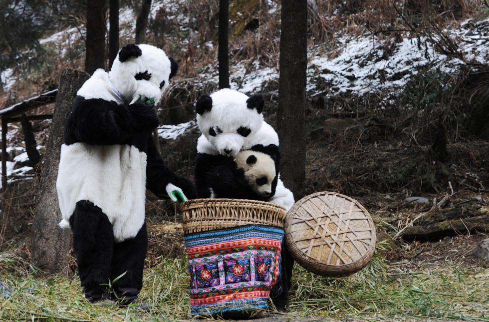 How To Become A Panda Nanny, The Greatest Job Ever | HuffPost