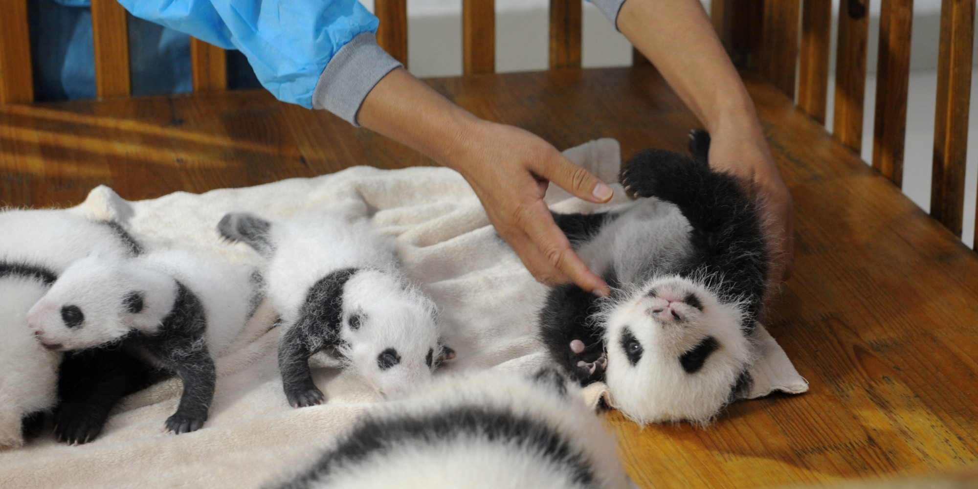 How To Become A Panda Nanny, The Greatest Job Ever | HuffPost