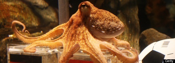 Psychic Octopus World Cup