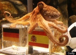 s-PSYCHIC-OCTOPUS-WORLD-CUP-large.jpg