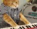 Keyboard Cat Returns After Seven Years With A Splendid Cover Of '96 Tears'